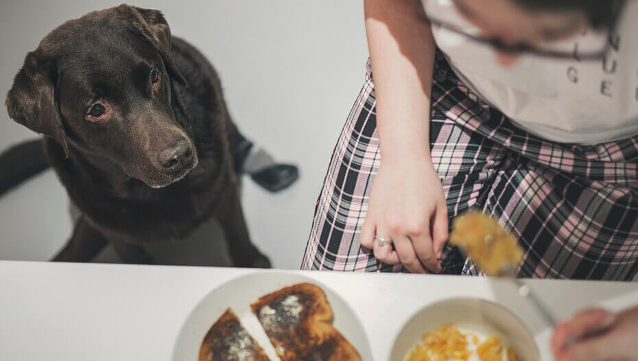 What Do Dogs Eat? Popular Items on the Canine Menu Purina